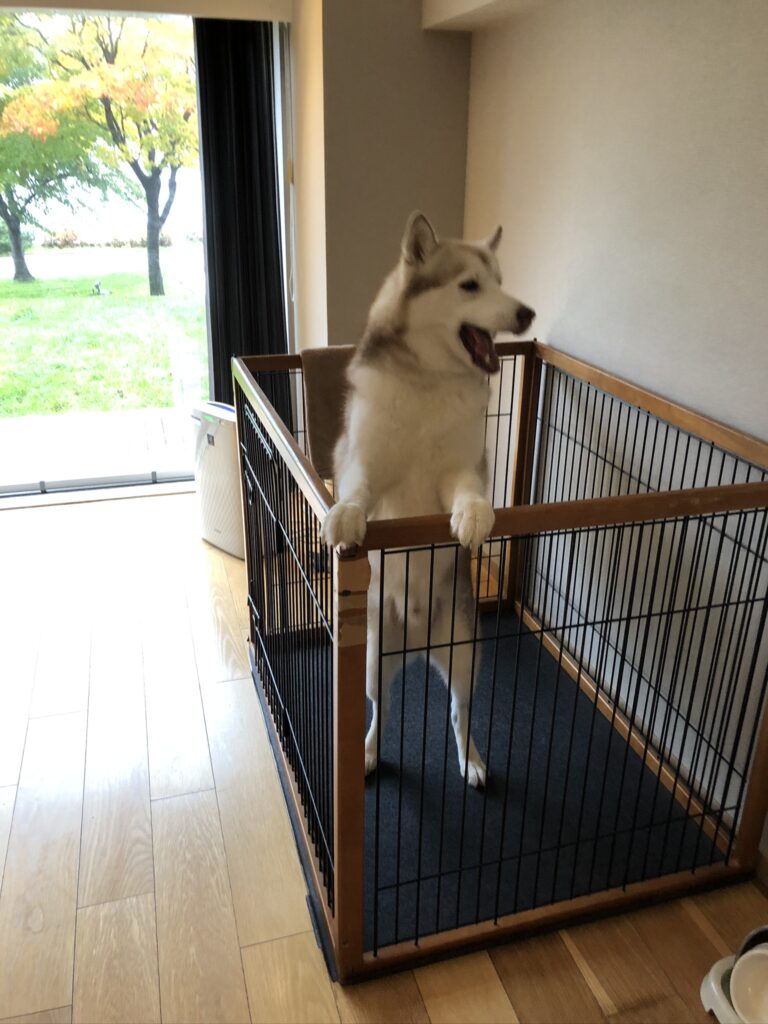 大型 犬 と 泊まれる 宿 北海道