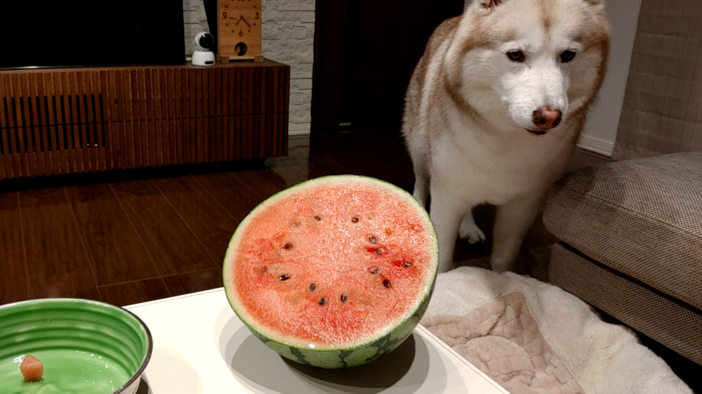 スイカの種を食べた犬 その後 シベリアンハスキーはどうなった ヴィヴィアン ハスキー犬のいる暮らし