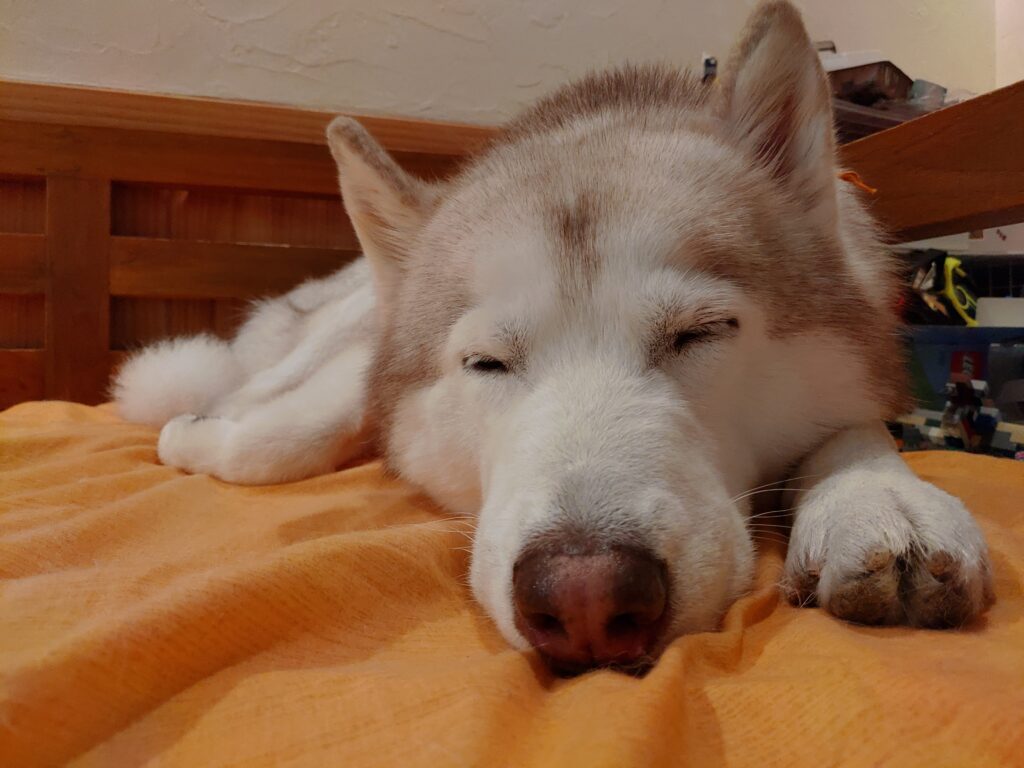 シベリアンハスキーでわかる犬の心理 犬の寝方まとめ 30代夫婦とハスキー犬のいる暮らし