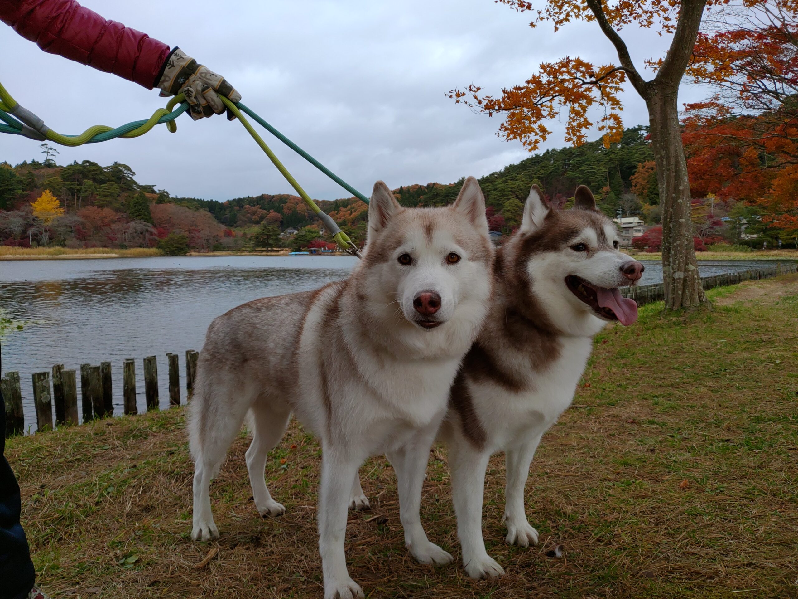 シベリアンハスキーは甘えん坊な性格 実は近縁の犬種はみんな甘えん坊だった ハスキー犬のいる暮らし ヴィヴィアン日記