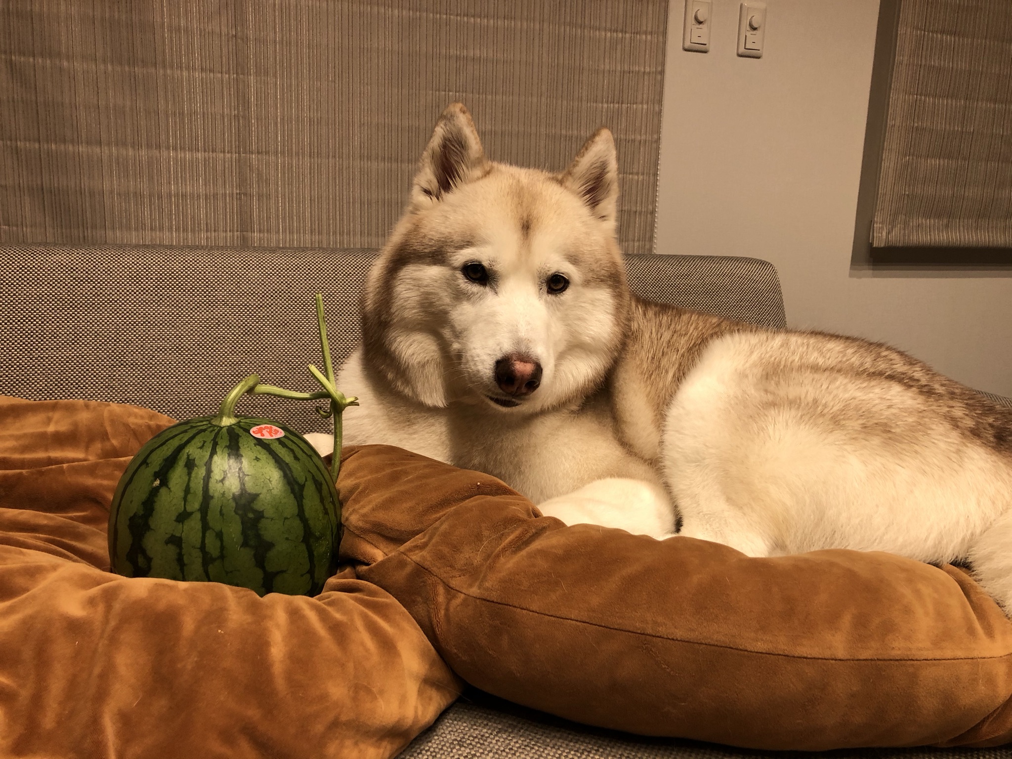 犬もスイカは食べられる スイカを与えても大丈夫な量はどのくらい ヴィヴィアン ハスキー犬のいる暮らし