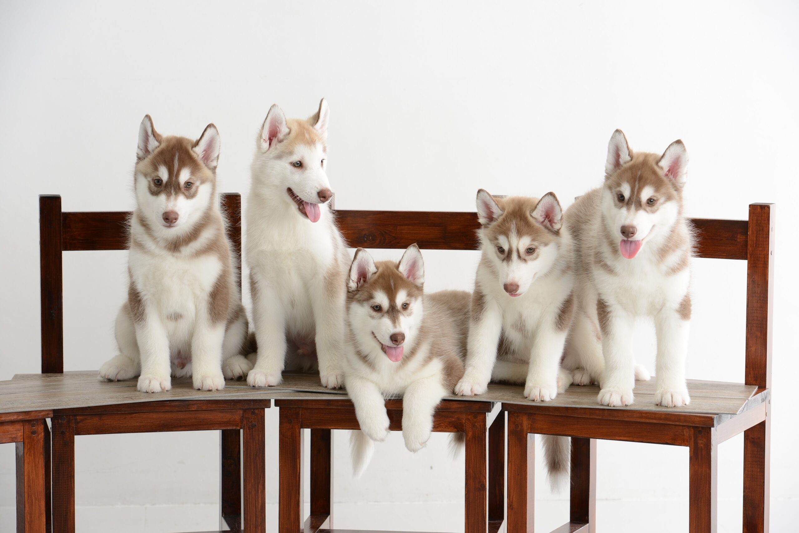 もふもふなシベリアンハスキー子犬が可愛い ヴィヴィアン ハスキー犬のいる暮らし