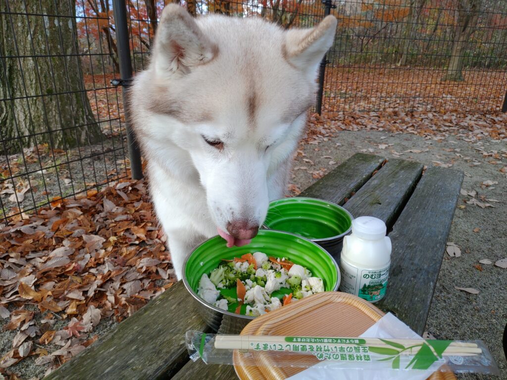 シベリアンハスキーの毎月 年間費用を算出 犬の費用まとめ ハスキー犬のいる暮らし ヴィヴィアン日記