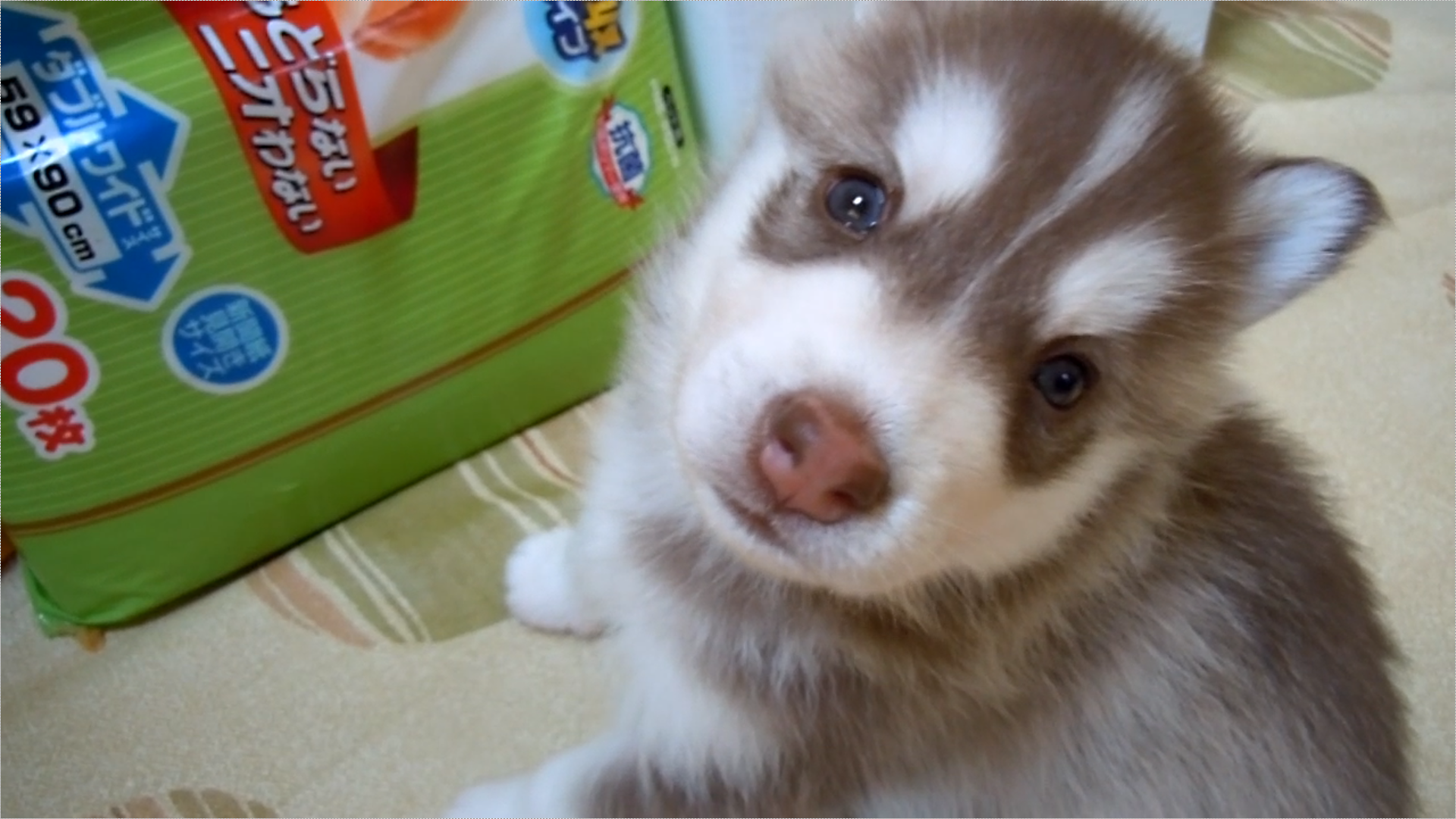 生後１ヶ月 シベリアンハスキーの赤ちゃん子犬が可愛い ヴィヴィアン ハスキー犬のいる暮らし